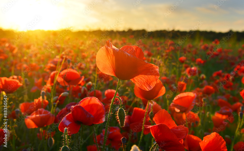 Naklejka premium Sunrise poppies