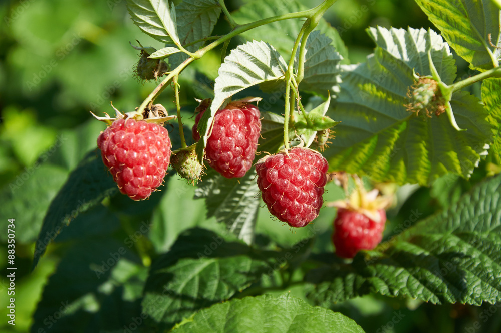 Several ripe red raspberries growing on the bush Several ripe red raspberries growing on the bush