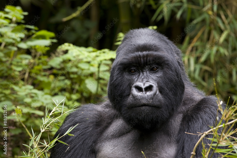 Silverback, mountain gorilla (Gorilla gorilla beringei), Kongo, Rwanda Silverback, mountain gorilla (Gorilla gorilla beringei), Kongo, Rwanda