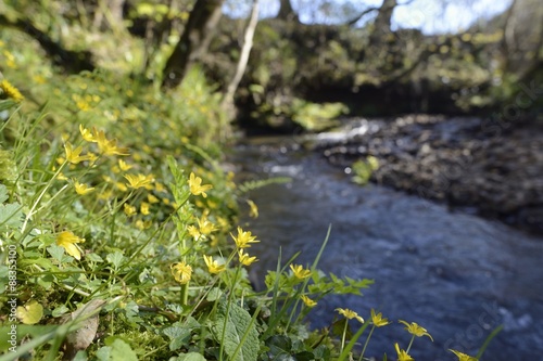 Lesser celandines (Ranunculus ficaria) flowering on a stream bank in woodland, Millook Valley Woods, Cornwall