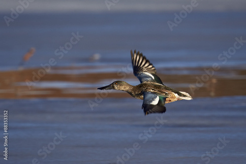 Northern shoveler (Anas clypeata) in flight, Bosque del Apache National Wildlife Refuge, New Mexico photo