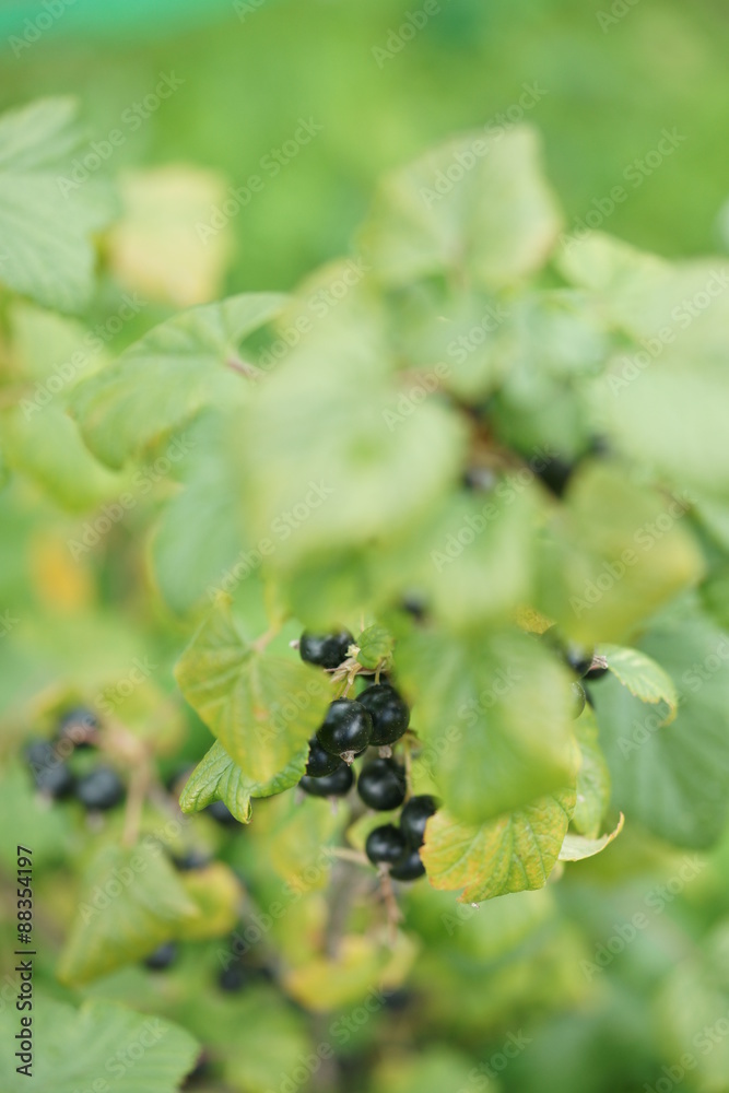 Fototapeta premium Куст чёрной смородины