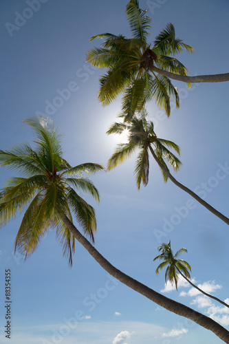 Wallpaper Mural Tall palm trees silhouetted against the sun on an island in the Maldives Torontodigital.ca