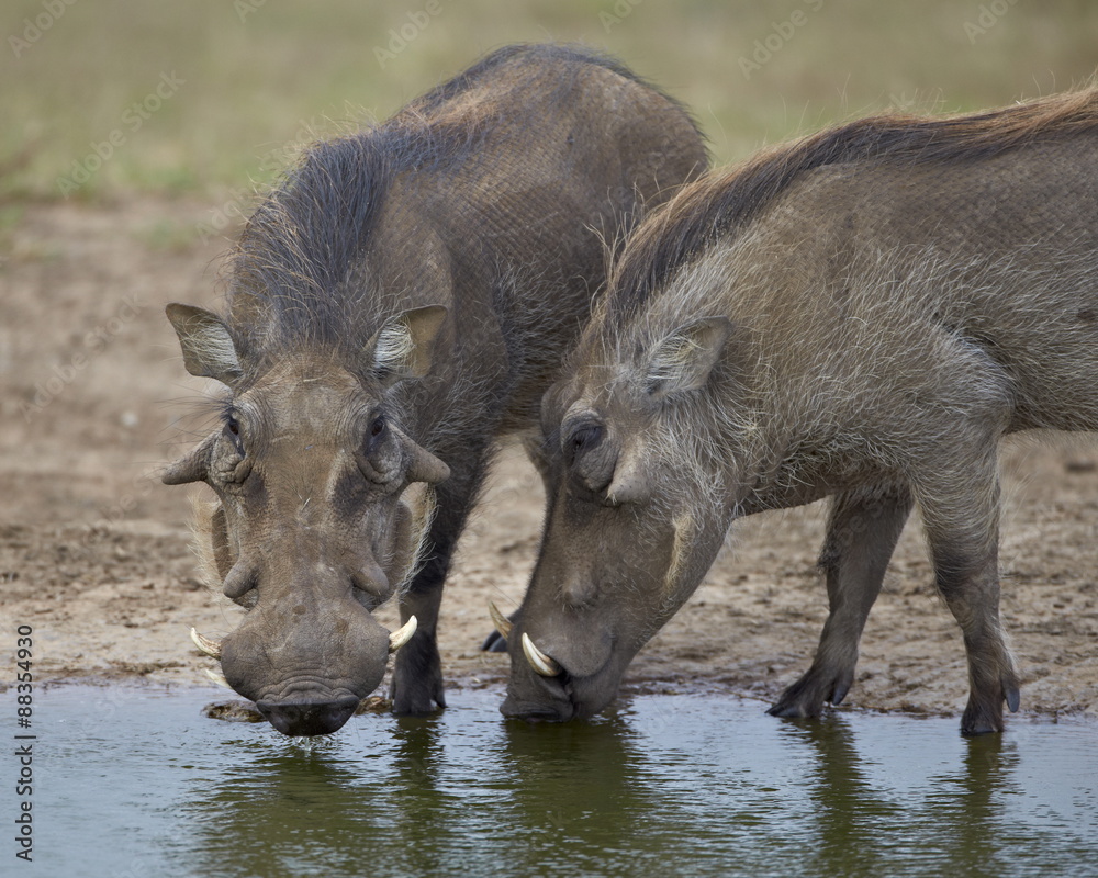 Two warthog (Phacochoerus aethiopicus) at a water hole, Addo Elephant National Park Two warthog (Phacochoerus aethiopicus) at a water hole, Addo Elephant National Park