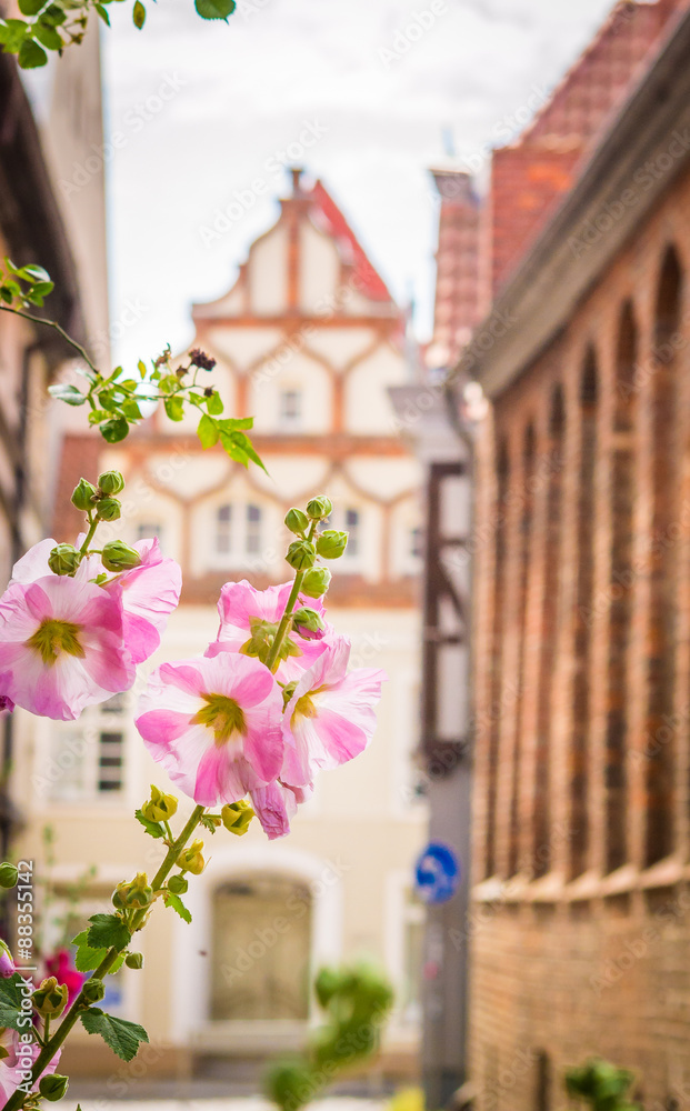 Stockrosen in Stralsund Stockrosen in Stralsund