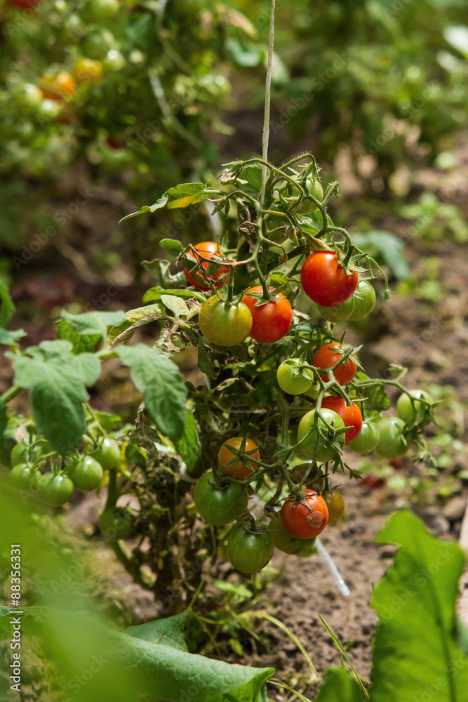 Fresh tomatoes in a greenhouse