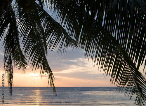 Fototapeta Naklejka Na Ścianę i Meble -  Beautiful view of sunset on the beach. Palm in a sunlight.