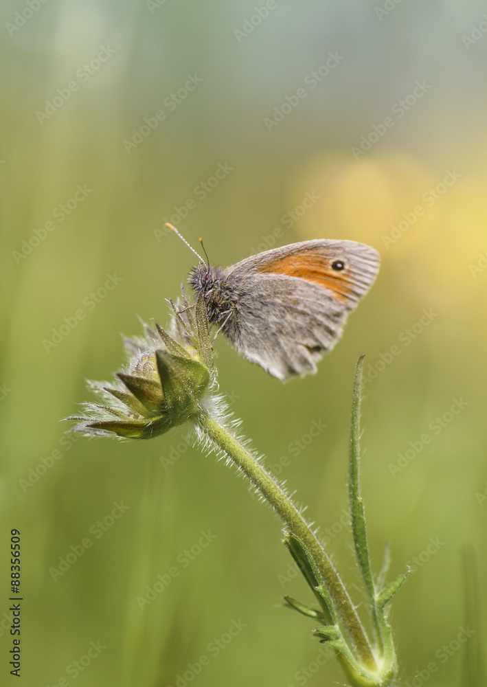 Schmetterling
