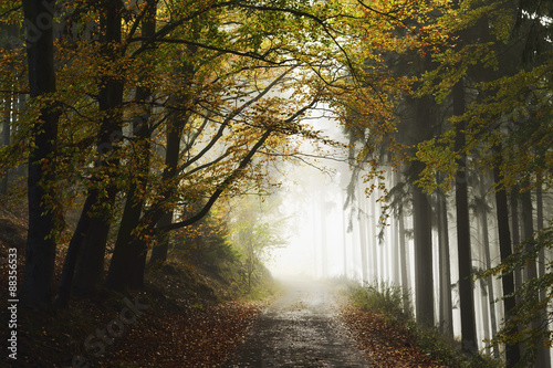 Autumn forest around Karlovy Vary, Czech Republic photo