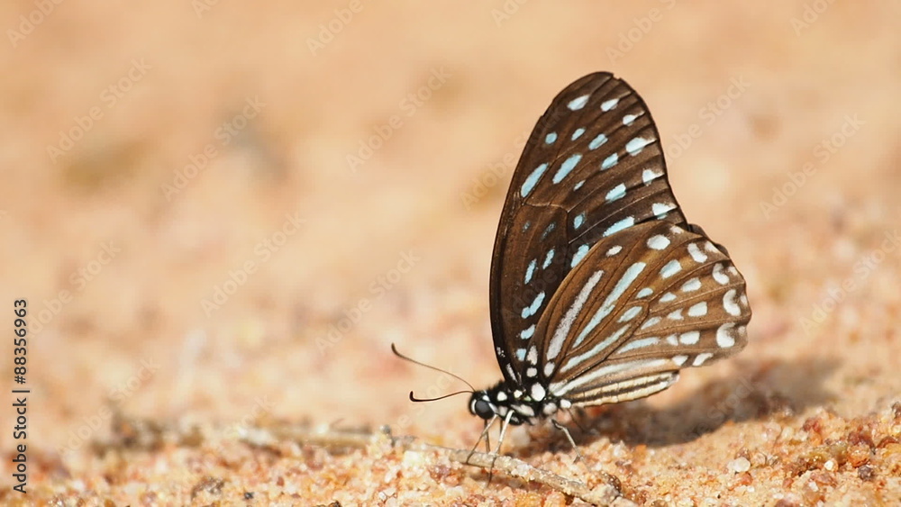 Butterflies are eat mineral on the ground and urinate. Butterflies are eat mineral on the ground and urinate.