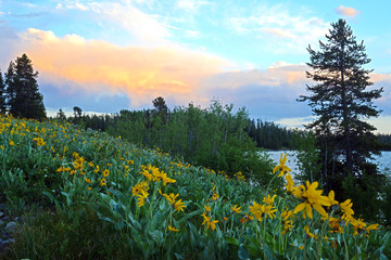 Fotobehang Natuurpark Wilde bloemen in Yellowstone schemering  © bettys4240