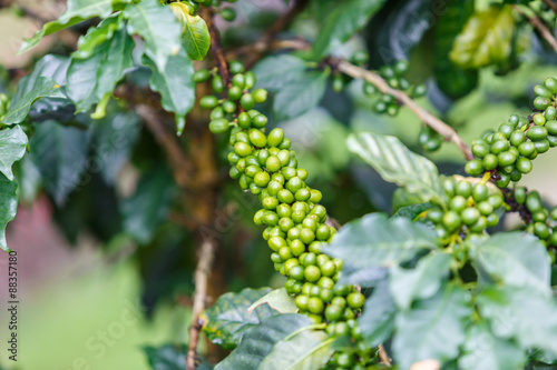 Coffee neans raw plantation