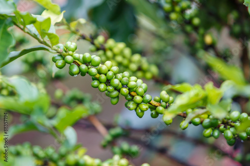 Coffee neans raw plantation photo