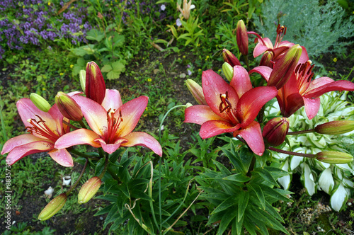 Fototapeta Naklejka Na Ścianę i Meble -  лилии