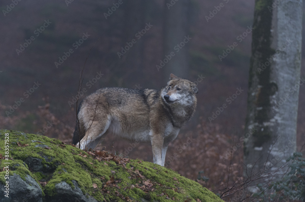 Gray wolf (Canis lupus), Bavarian Forest National Park, Bavaria, Germany Gray wolf (Canis lupus), Bavarian Forest National Park, Bavaria, Germany