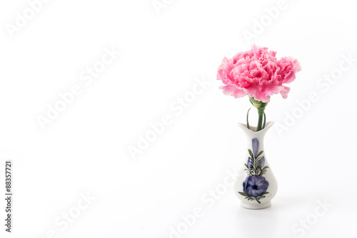 pink carnations flower