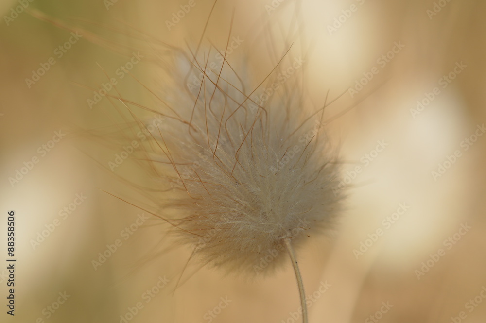 Obraz premium lagure