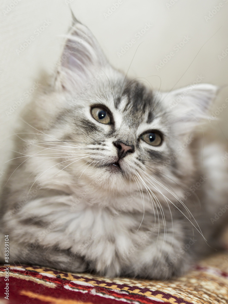 Fototapeta premium fluffy gray kitten