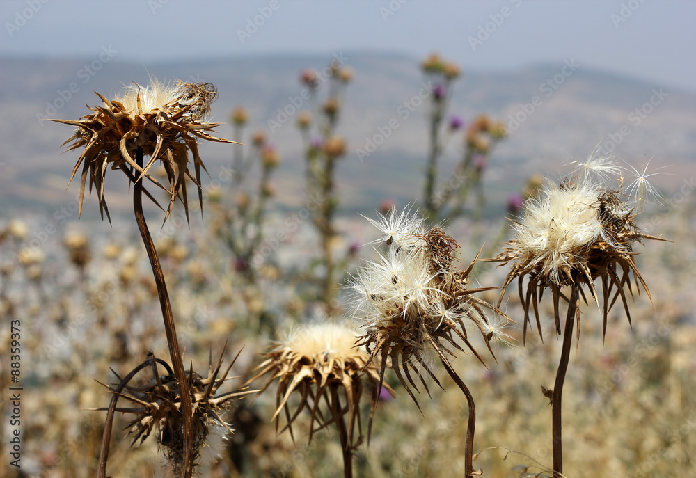 deflorate thistle flowers as a symbol of bad environment