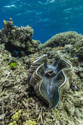 Underwater view of giant clam (Tridacna spp), Pixies Bommie, Great Barrier Reef, Queensland photo