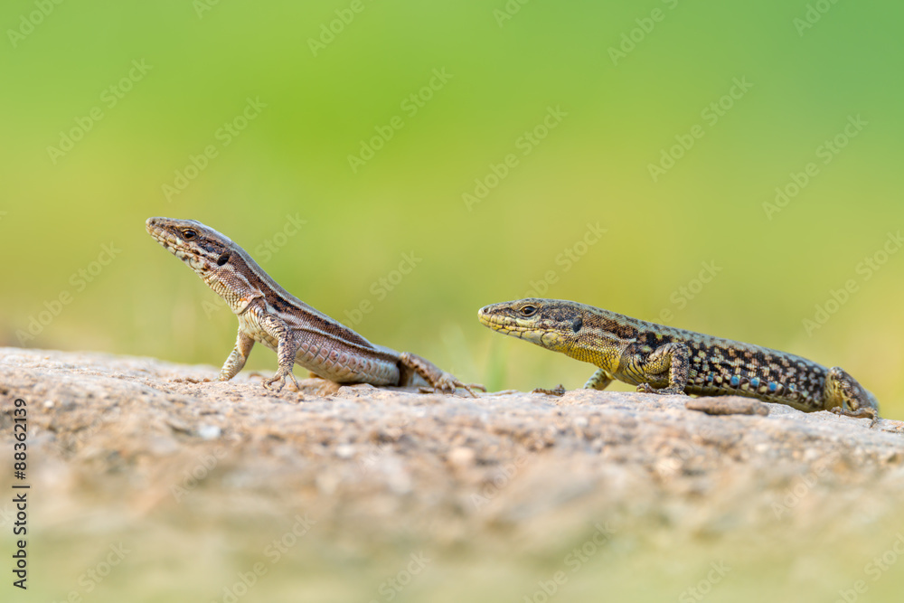 Naklejka premium The common wall lizard - Podarcis muralis