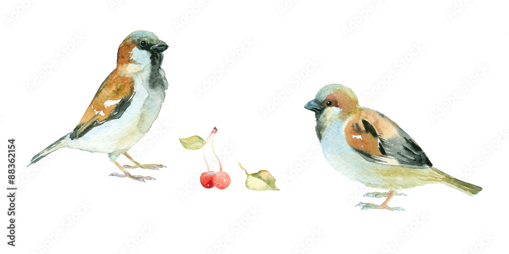 Two watercolor sparrows with cherries Two watercolor sparrows with cherries