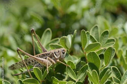 Female white-faced wartbiter bush cricket (Decticus albifrons), in a bush, Crete, Greece photo
