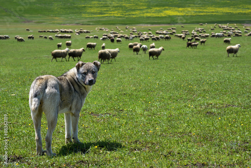 Quadro su tela herding dog guarding  large flock of sheep
