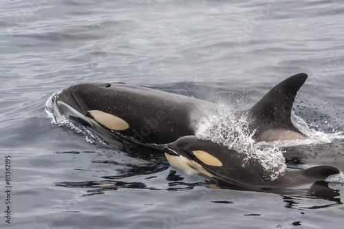 An adult killer whale (Orcinus orca) surfaces next to a calf off the Cumberland Peninsula, Baffin Island, Nunavut, Canada