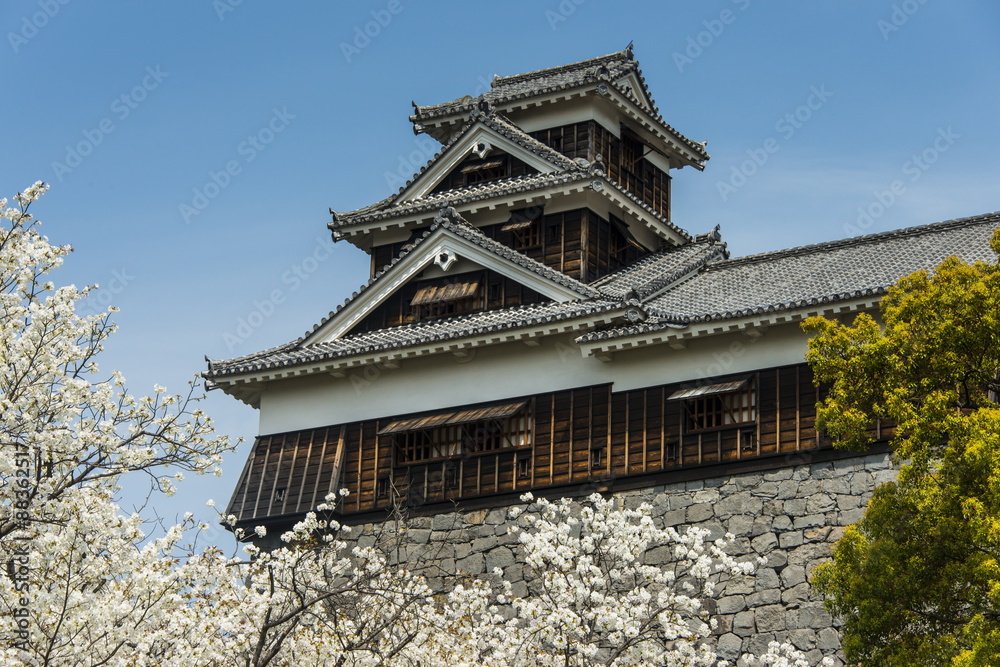 Cherry blossom and Kumamoto Japanese Castle, Kumamoto, Kyushu, Japan Cherry blossom and Kumamoto Japanese Castle, Kumamoto, Kyushu, Japan