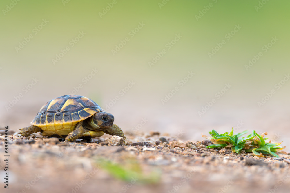 Naklejka premium Hermann's tortoise