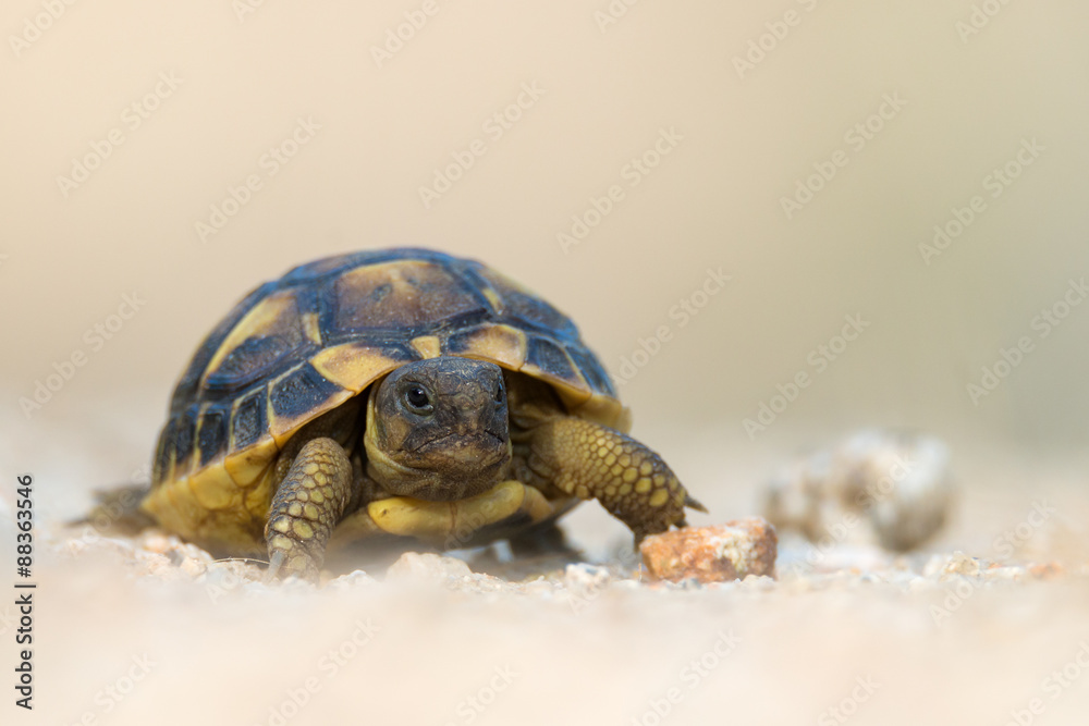 Obraz premium Hermann's tortoise