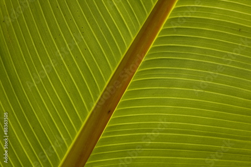 Close-up of plantain leaf #88363505