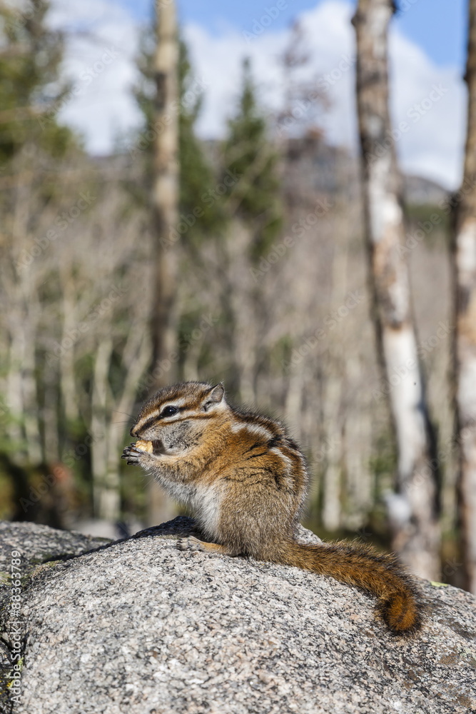 An adult golden-mantled ground squirrel (Callospermophilus lateralis) feeding, Rocky Mountain National Park, Colorado An adult golden-mantled ground squirrel (Callospermophilus lateralis) feeding, Rocky Mountain National Park, Colorado