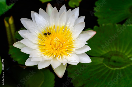 Beautiful White lotus  water lily 