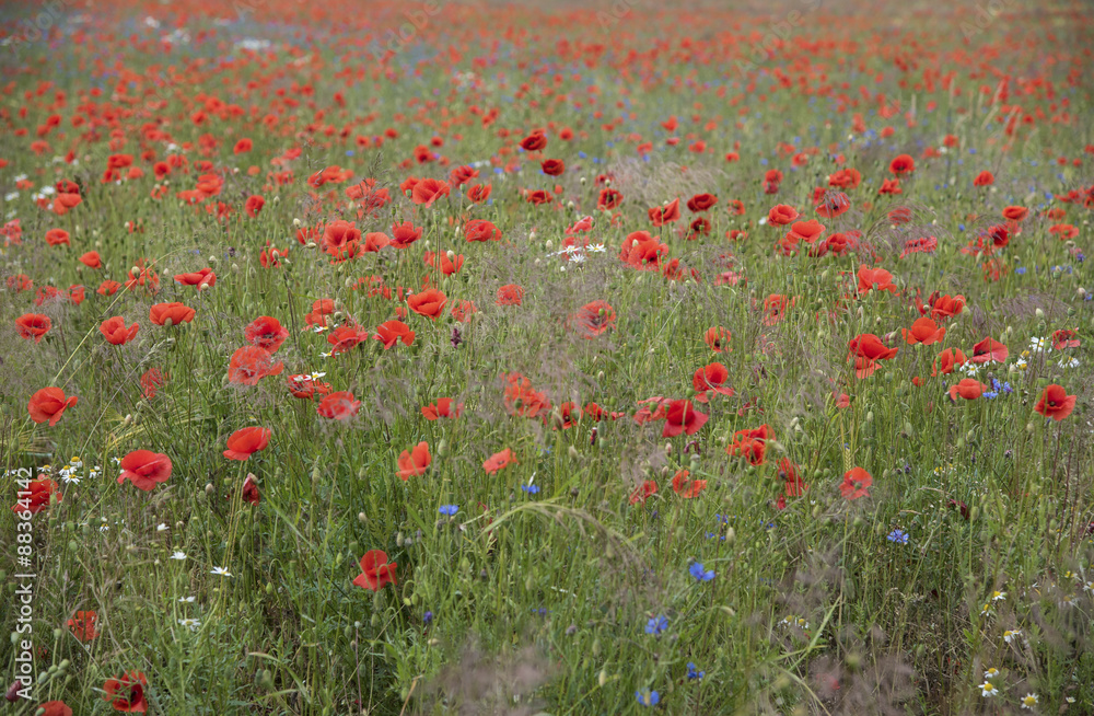 Fototapeta premium Mohnblumenwiese