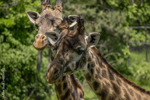Two Giraffes eating