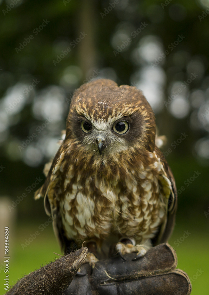 Western Screech Owl Western Screech Owl