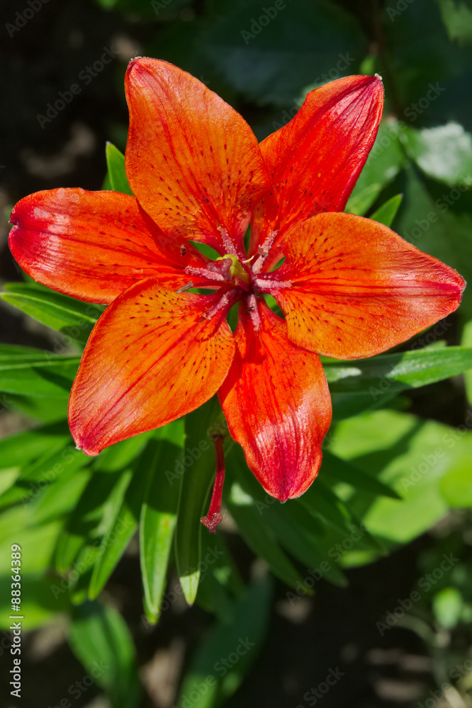 Red lily flower in the garden.