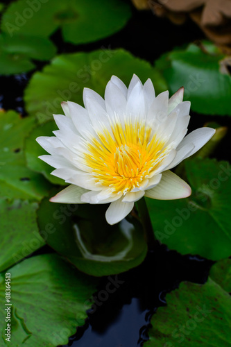 Beautiful White lotus  water lily 