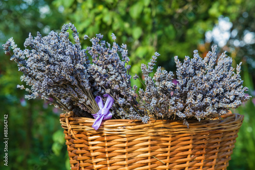 Dried lavender flowers in a wicker basket in the garden in summer