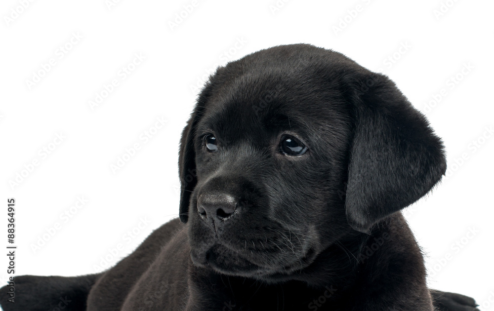 Black Labrador