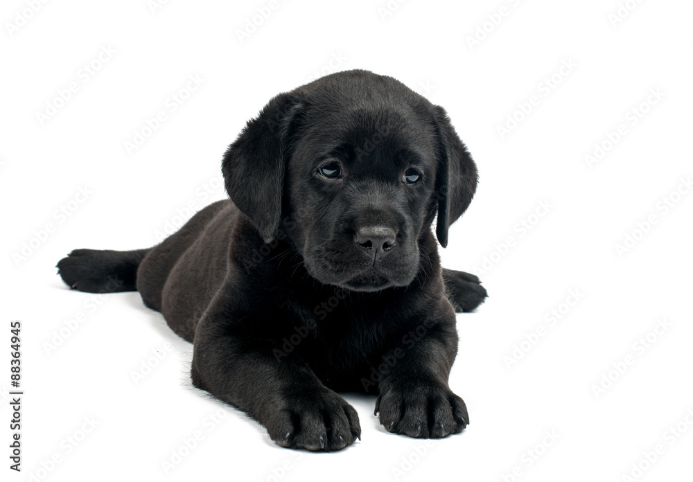 Black Labrador Black Labrador