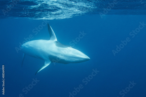 Adult female dwarf minke whale (Balaenoptera acutorostrata) underwater near Ribbon 10 Reef, Great Barrier Reef, Queensland photo