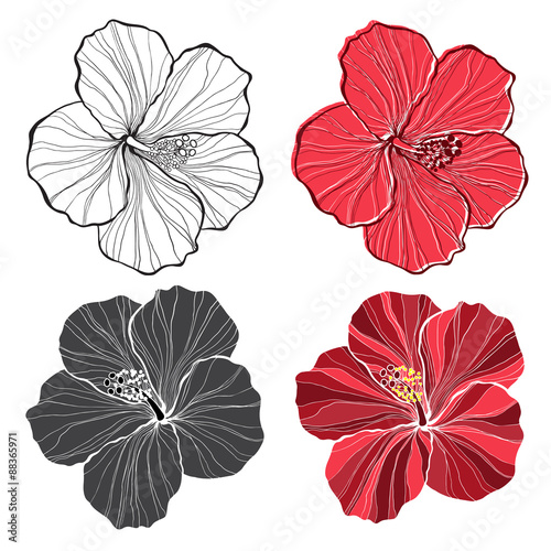 Hibiscus. Vector set of  hibiscus flowers  isolated.