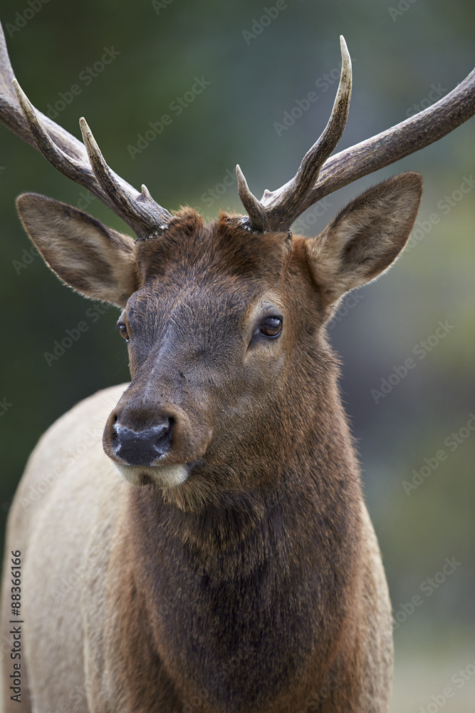 Bull elk (Cervus canadensis), Jasper National Park, Alberta, Canada Bull elk (Cervus canadensis), Jasper National Park, Alberta, Canada