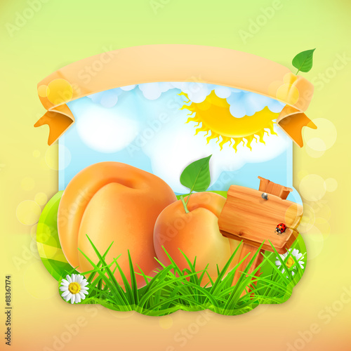 Fresh fruit label apricot, vector illustration background