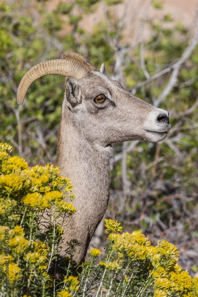 Adult desert bighorn sheep (Ovis canadensis), Zion National Park, Utah Adult desert bighorn sheep (Ovis canadensis), Zion National Park, Utah