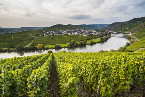 Vineyards around the Moselle at Trittenheim, Moselle Valley, Rhineland-Palatinate, Germany photo