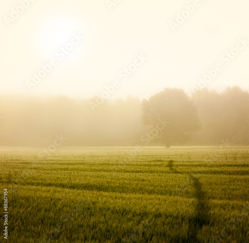 Autumn Landscape with Field and Trail in Fog
